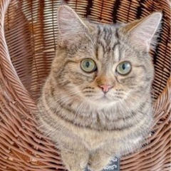 🐈‍⬛猫カフェに行きませんか？🐈‍⬛