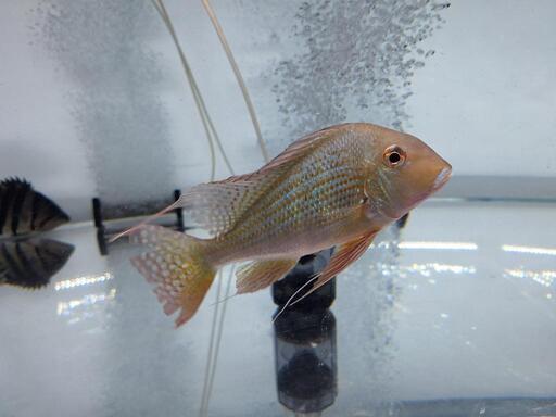 レッドゲオファーガス３匹大きいサイズです。熱帯魚、大型水槽