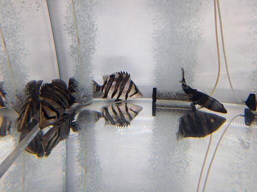 スマトラタイガーダトニオ　腹巻きパーフェクトバンド３匹　熱帯魚、大型水槽