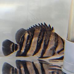 スマトラタイガーダトニオ　腹巻きパーフェクトバンド３匹　熱帯魚、大型水槽