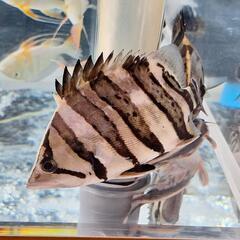 スマトラタイガーダトニオ 腹巻きパーフェクトバンド3匹 熱帯魚、大型水槽