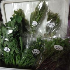 新鮮野菜タラの芽、かき菜、セリ、茎ブロッコリー、春だいこん各々50円