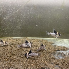 コリドラス コルレア6匹