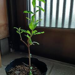 ざくろ　ザクロ　苗　植物