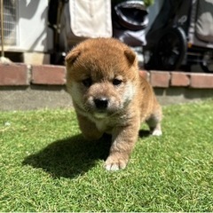 柴犬の男の子🍡の画像