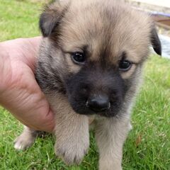 野良ちゃんの子犬一ヶ月くらい　条件など再度内容を変更しました。