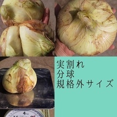 規格外🧅春の新玉ねぎ 無農薬  10個〜(500円〜) 