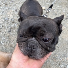 大切に飼ってください(フレンチブルドック)追記あり　再度募集します。の画像