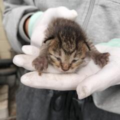 【母猫がお迎えに来ました！！】生後間もない子猫もらってください