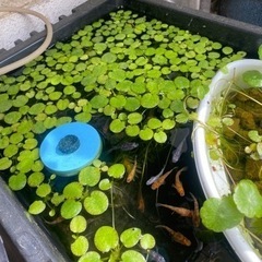 水草