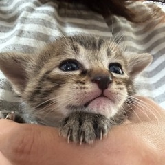 【お話中】4月4日生まれ♡キジトラ男子🐱親子でお迎えしてく…