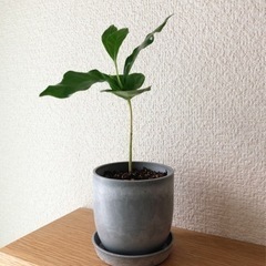 観葉植物　コーヒーの木(24)　18cm　おしゃれな2号の鉢と受...