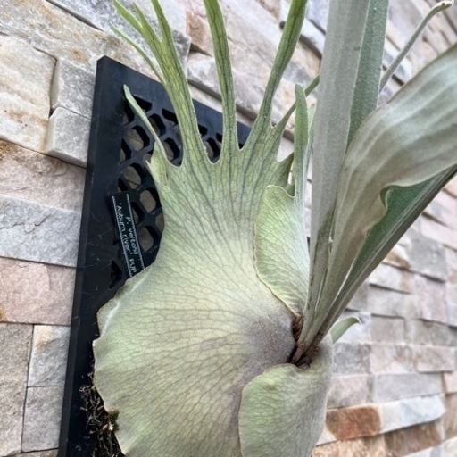 【値下げ交渉可】ビカクシダ　ベイチーアーバンリバーOC子株 P.veitchii_ Auburn river OC ◇ 子株 株分ヴィーチー