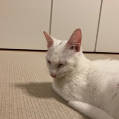 とても人懐っこい猫ちゃんです − 栃木県