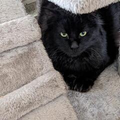 黒猫中毛雑種猫の里親を募集します。 − 千葉県