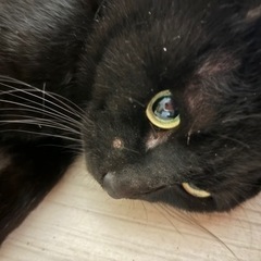懐っこい黒猫ちゃん🐱