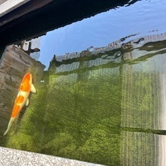 🐟🐠大型水槽😌☺️屋外用‼️