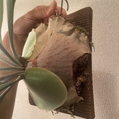 ビカクシダ　まとめ売り