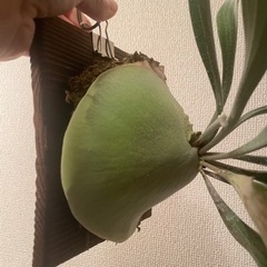 ビカクシダ　まとめ売り