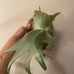 ビカクシダ　まとめ売り