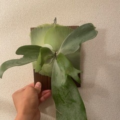 ビカクシダ　まとめ売り