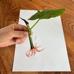 観葉植物🪴フィカス ウンベラータ  挿し穂  全長約13cm① 🪴