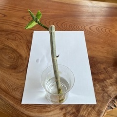 観葉植物🪴フィカス ウンベラータ  挿し穂  全長約24cm②🪴