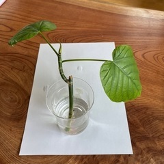 観葉植物🪴フィカス ウンベラータ  挿し穂  全長約13cm③🪴