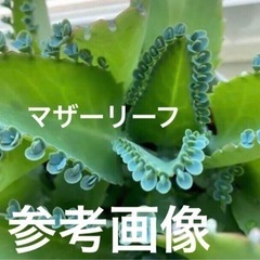 【２】子宝草　マザーリーフ　妊活　多肉植物