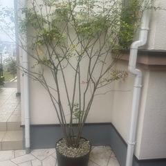 【取引先決定】【大型植物】シマトネリコ