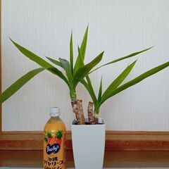 観葉植物　ユッカ