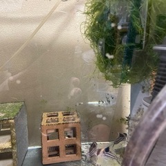 コリドラス　コルレア6匹　