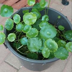 メダカに🌿ウォーターコインとアナカリスセット