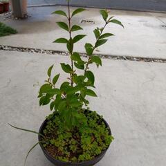 木＆多肉植物（丸葉万年草）