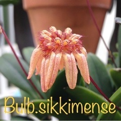 【洋蘭原種】 Bulb.sikkimense 分株　生活雑貨 家...