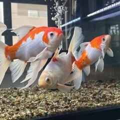 長物金魚　3匹 (バラ売り可)