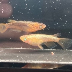 初心者応援！メタルコブラ稚魚4匹＋ランダム卵10個、ホテイアオイ...