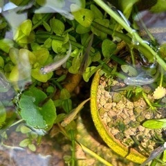 ★メダカ　幼魚　5匹と水草　アナカリス　3本