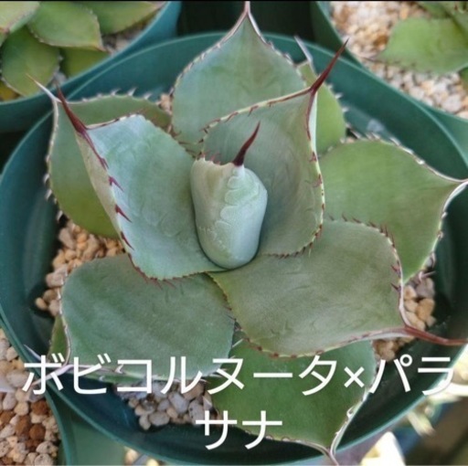 アガベ　ハイブリッド各種