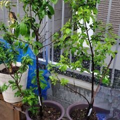 プルーンの木　二種類　鉢植え