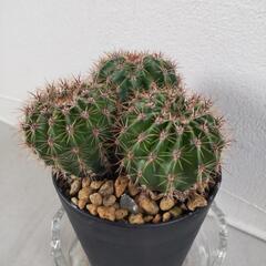 観葉植物　サボテン🌵短毛丸子株3つ