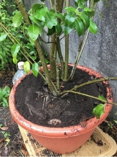 山採り ソヨゴ 約80センチ 唯一。山採りソヨゴ。 山採りソヨゴ株立4.0