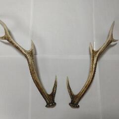 鹿の角　鹿　角　本物