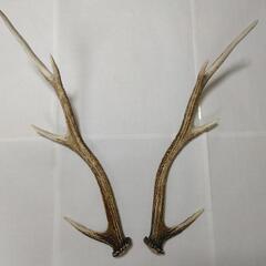 鹿の角　鹿　角　本物