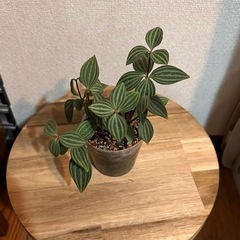 観葉植物　ペペロミア