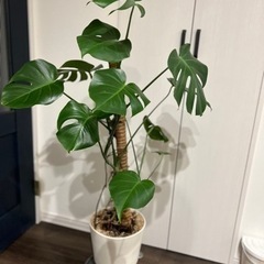 観葉植物　　　モンステラ