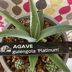 アガベ　guiengola 'Platinum'