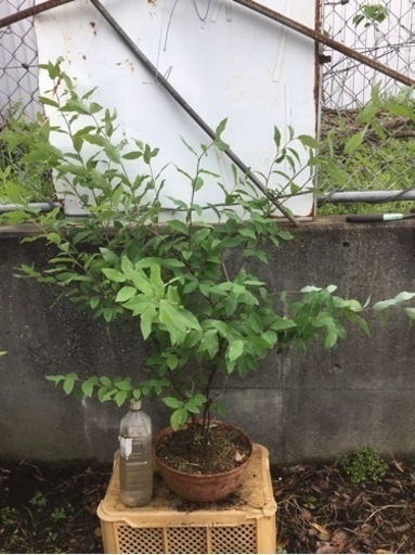 ヤマコウバシ　１２０センチ