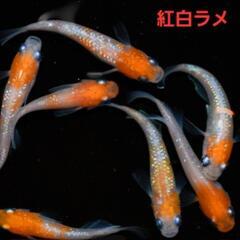 決まりました。【メダカ】🐠紅白ラメ🐠有精卵🐠30個+α🐠