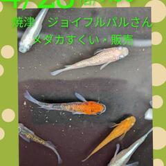 4/28(日)焼津ジョイフルパルさんにてメダカすくい・販売…